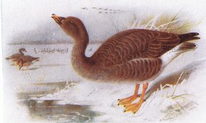 豆のガチョウ